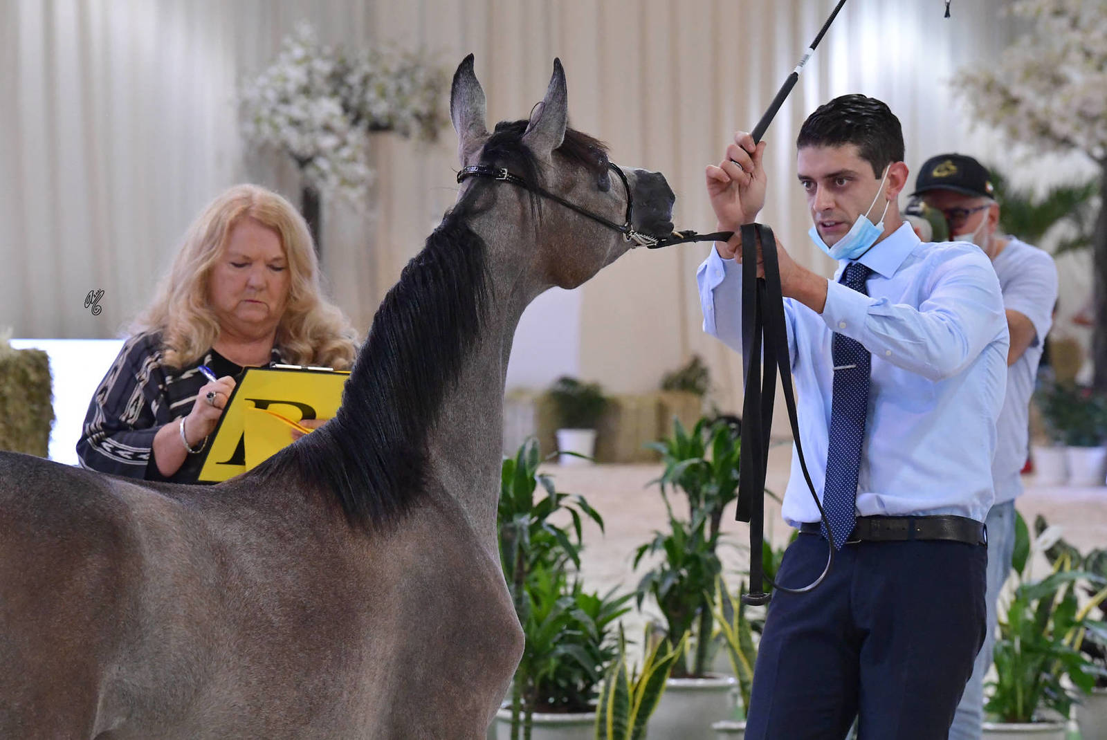 Yearling Filly: Meera Al Fahaid