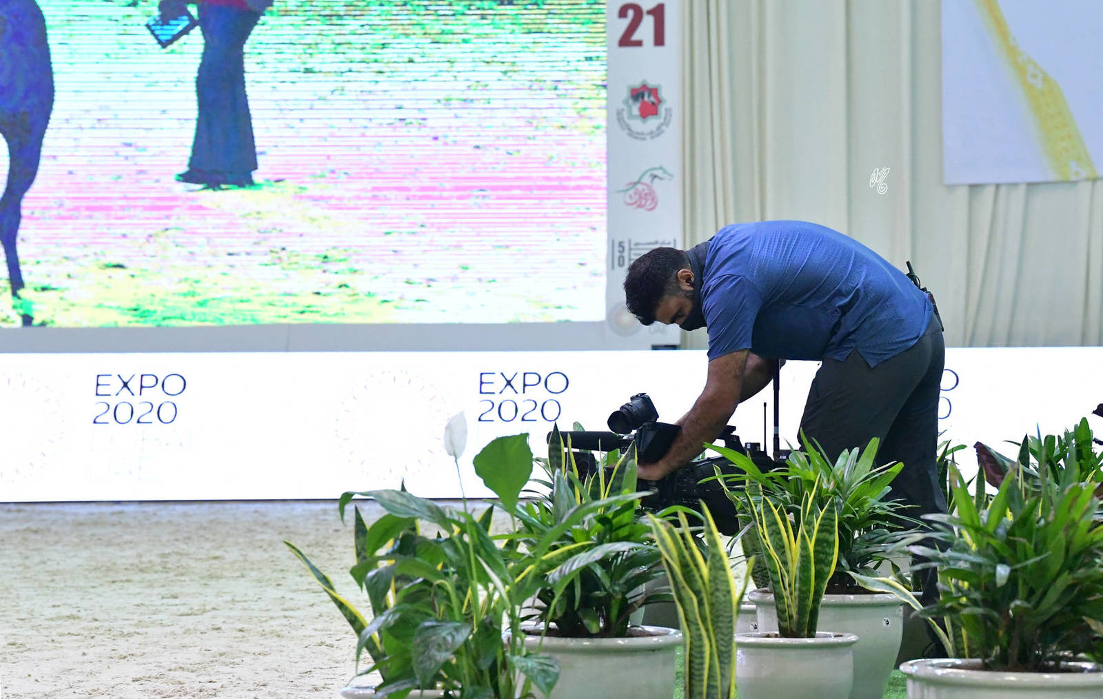 The 2021 UAE National Arabian Horse Championship ~ Abu Dhabi PHOTO GALLERY