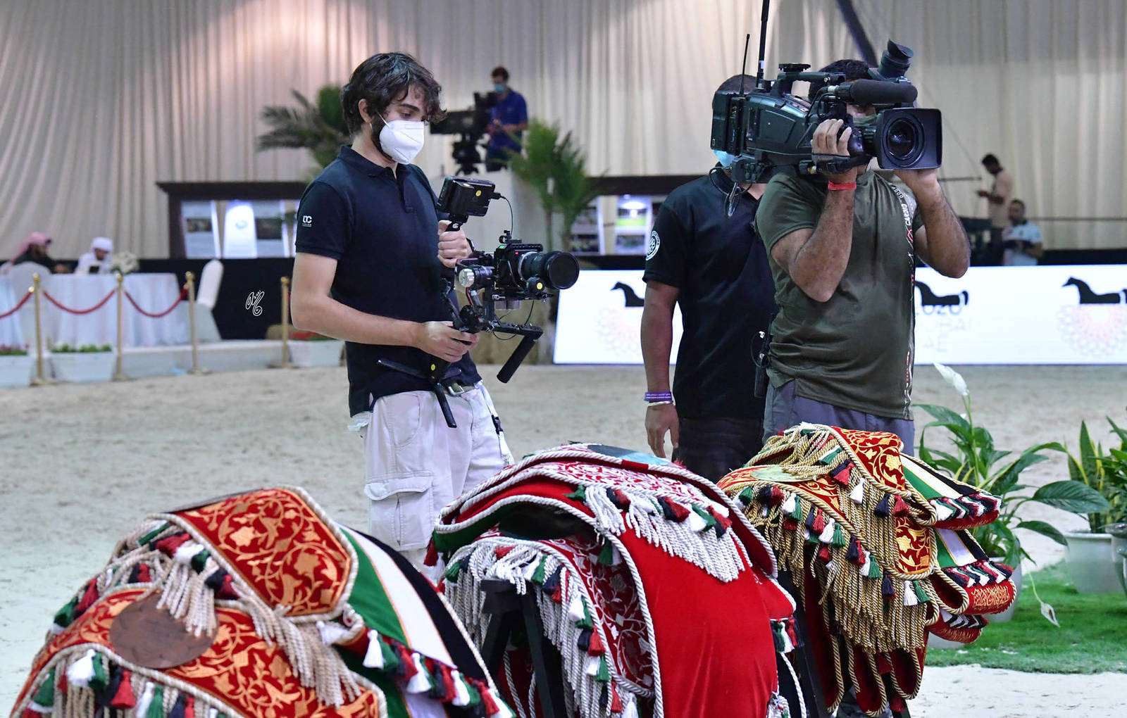 The 2021 UAE National Arabian Horse Championship ~ Abu Dhabi PHOTO GALLERY