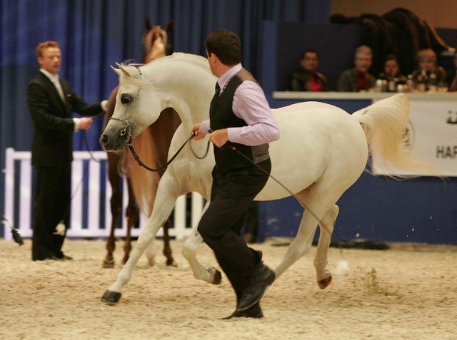 ¸Escape Ibn Navarrone D  1  200.jpg