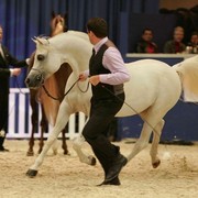 ¸Escape Ibn Navarrone D  1  200.jpg