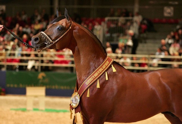 ¸Marajj 1   019.jpg