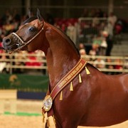 ¸Marajj 1   019.jpg