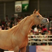 ¸Marquis Cahr 1   76.jpg