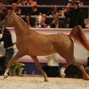 ¸Marquis Cahr 1   66.jpg