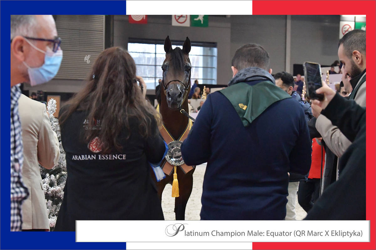 LISA ABRAHAM The 2021 Arabian Horse World Championship ~ Paris!  PHOTO GALLERY