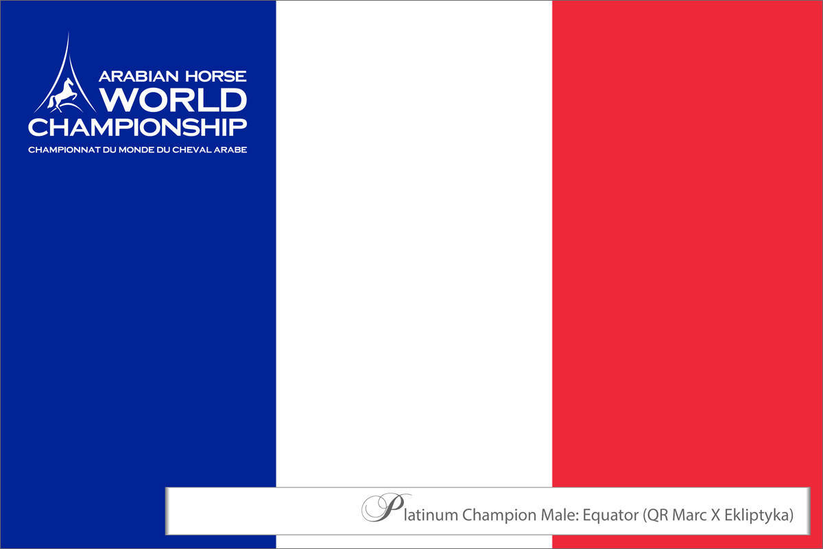 LISA ABRAHAM The 2021 Arabian Horse World Championship ~ Paris!  PHOTO GALLERY