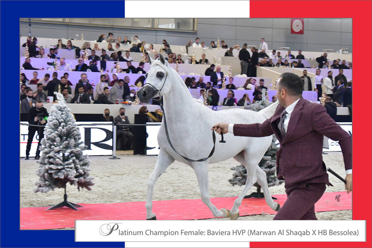 LISA ABRAHAM The 2021 Arabian Horse World Championship ~ Paris!  PHOTO GALLERY