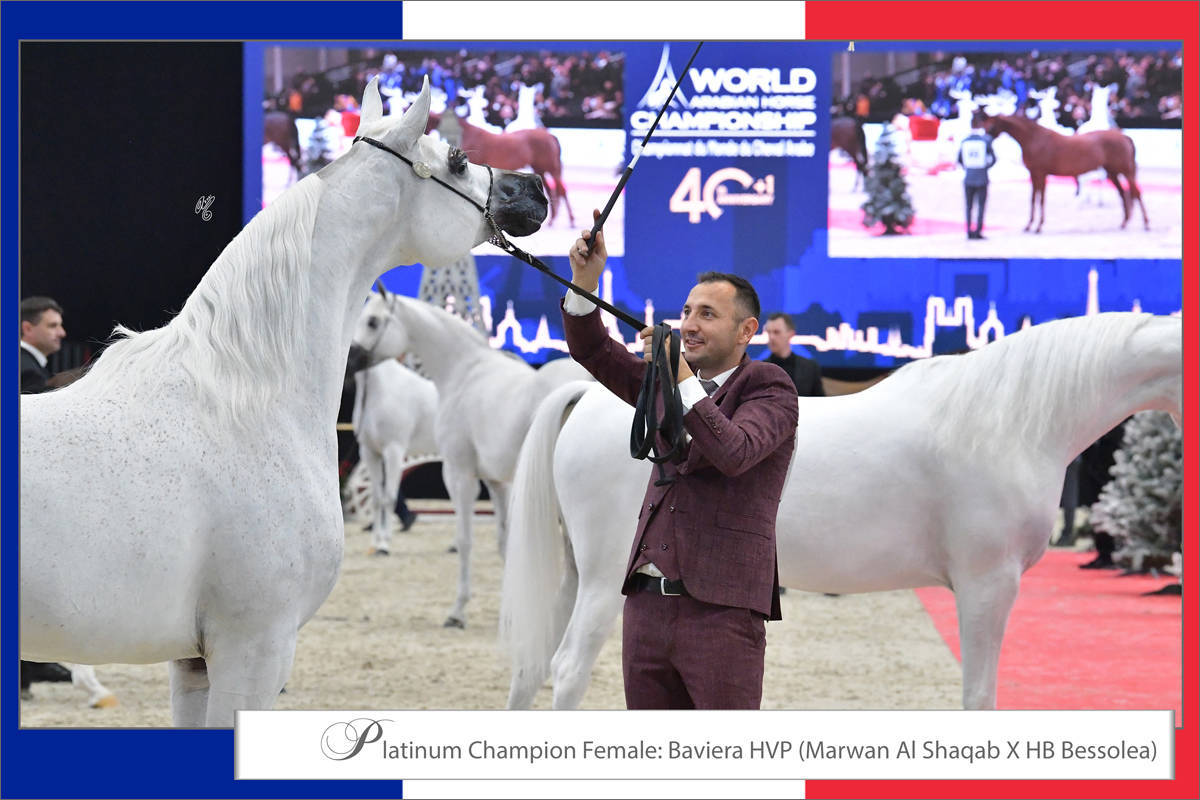 LISA ABRAHAM The 2021 Arabian Horse World Championship ~ Paris!  PHOTO GALLERY