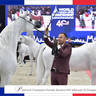 LISA ABRAHAM The 2021 Arabian Horse World Championship ~ Paris!  PHOTO GALLERY