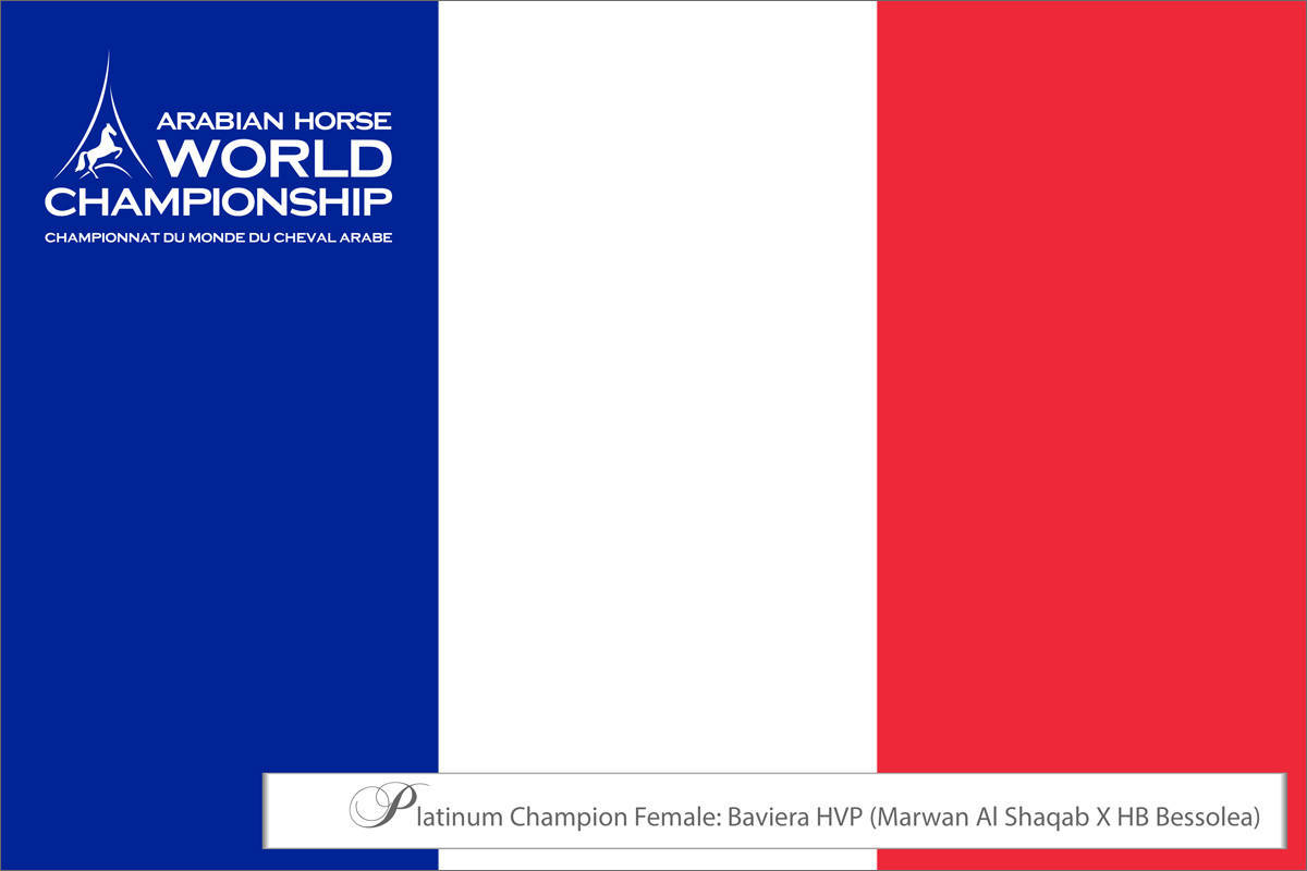 LISA ABRAHAM The 2021 Arabian Horse World Championship ~ Paris!  PHOTO GALLERY
