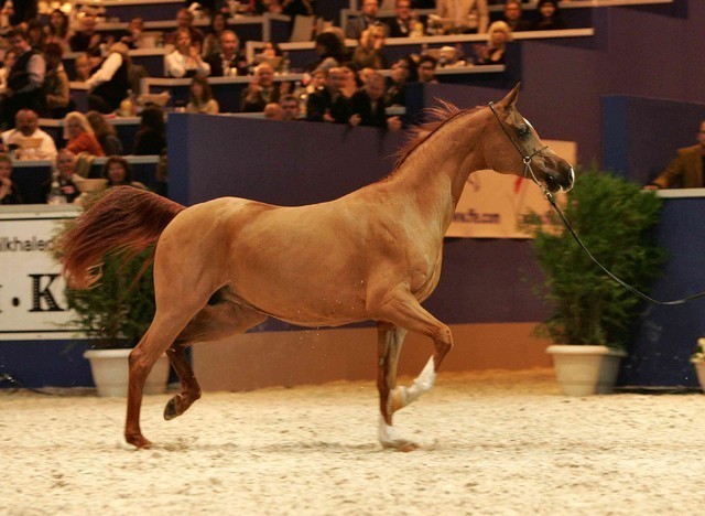 ¸Kwestura  1  25.jpg