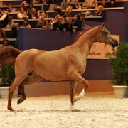 ¸Kwestura  1  25.jpg