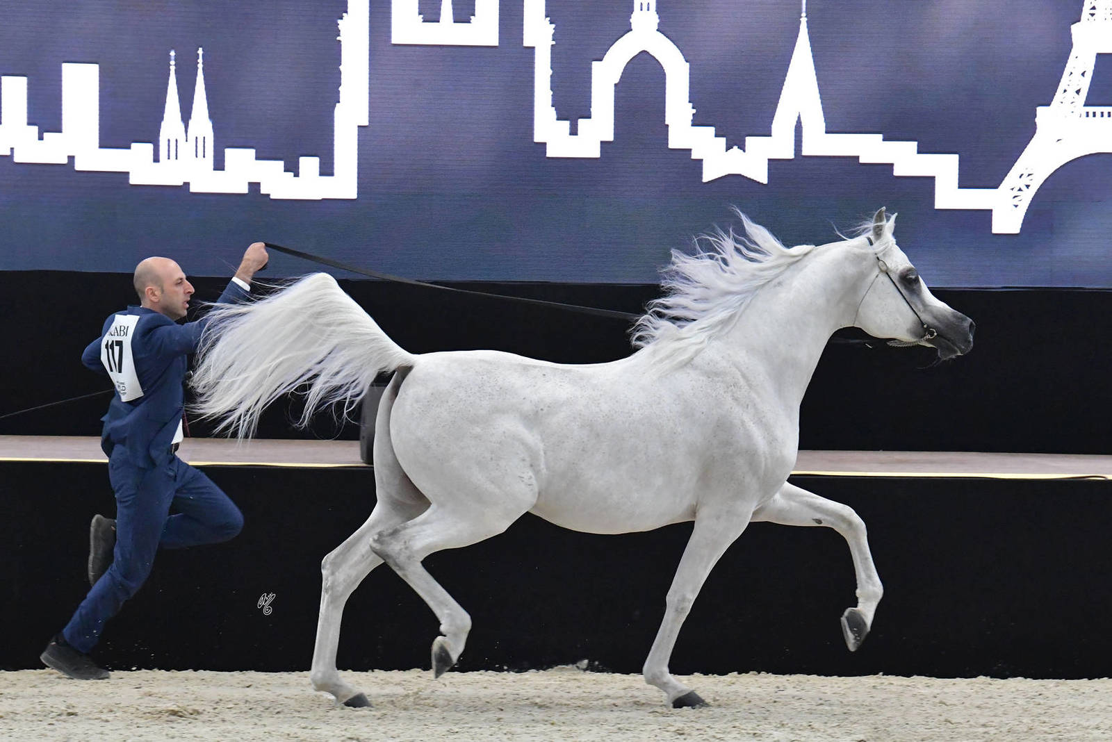 Senior Male Silver Champion: Shaker Pegasus (Shaezz El Madan X Jameel Pegasus)