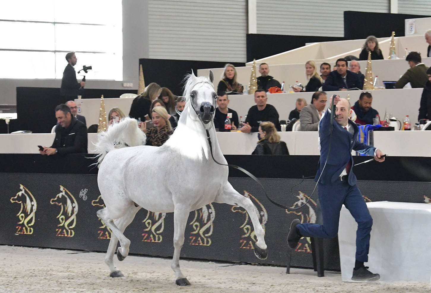 Senior Male Silver Champion: Shaker Pegasus (Shaezz El Madan X Jameel Pegasus)
