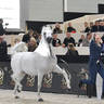 Senior Male Silver Champion: Shaker Pegasus (Shaezz El Madan X Jameel Pegasus)