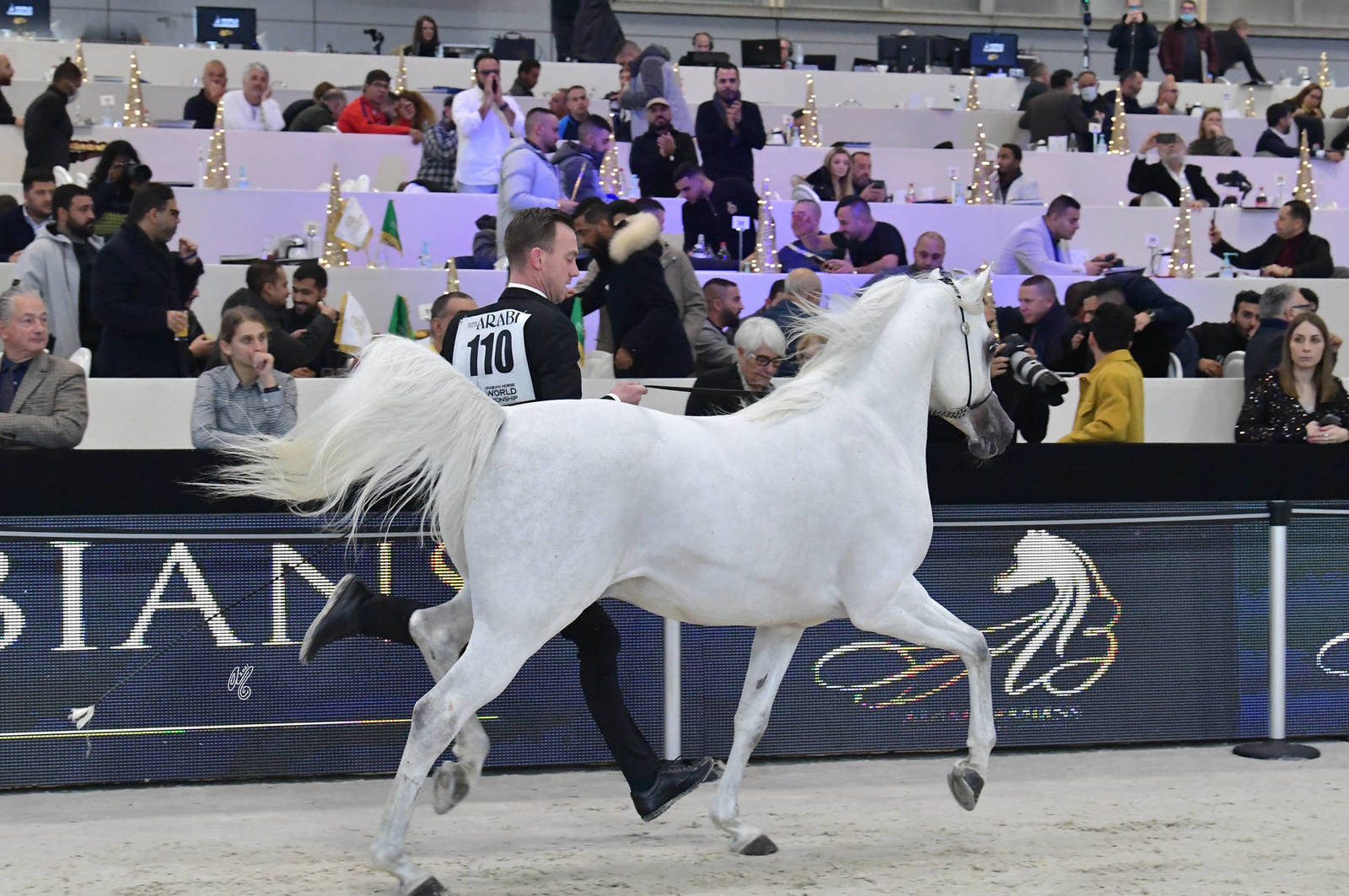 Senior Male Bronze Champion: Harbi Al Adwan (Asfoor Al Waab X Wadha Al Adwan)