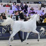 Senior Male Bronze Champion: Harbi Al Adwan (Asfoor Al Waab X Wadha Al Adwan)