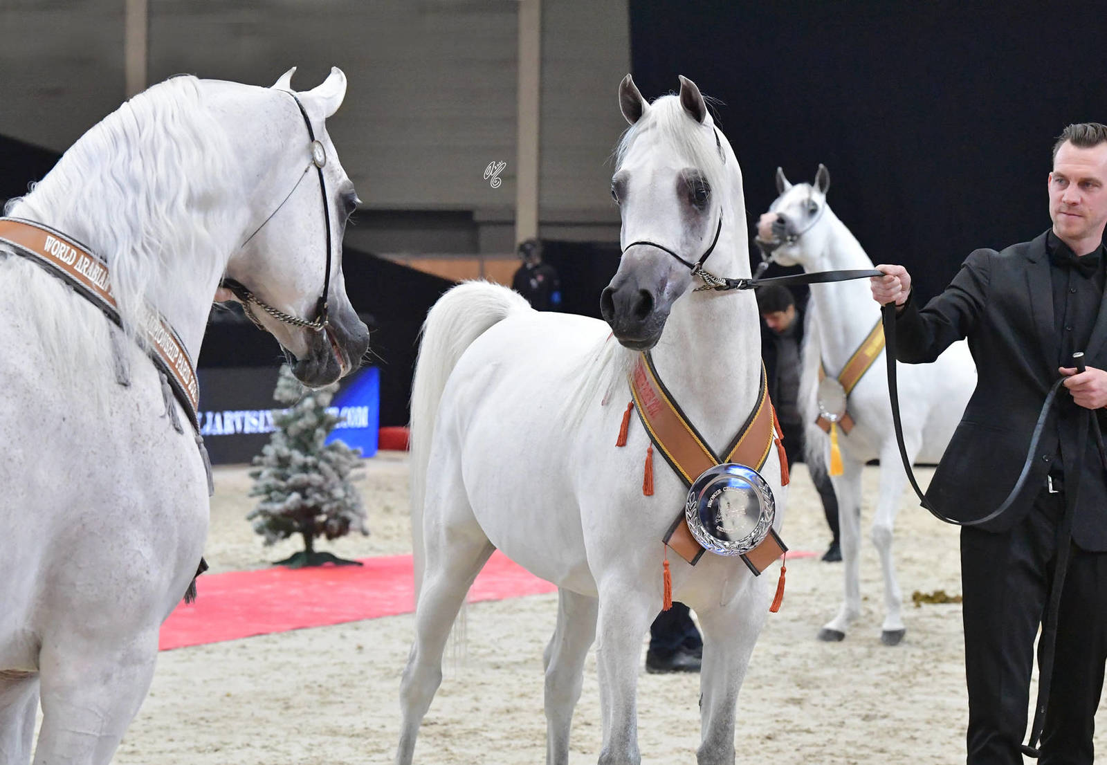 Senior Male Bronze Champion: Harbi Al Adwan (Asfoor Al Waab X Wadha Al Adwan)