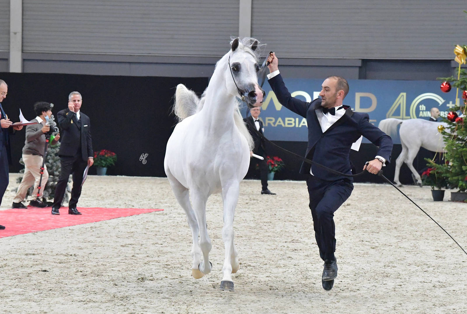 Senior Male Gold Champion: E.S. Harir (AJ Dinar X TF Magnums Magic)