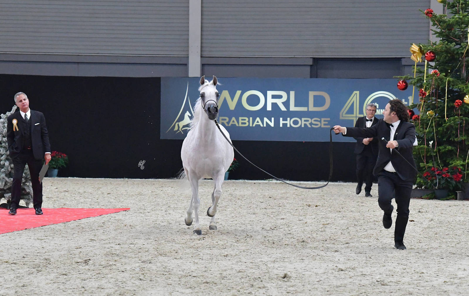 Senior Female Gold Champion: Noft Al Nayfat (Ajman Monsicione X Eagleridge Passionata)