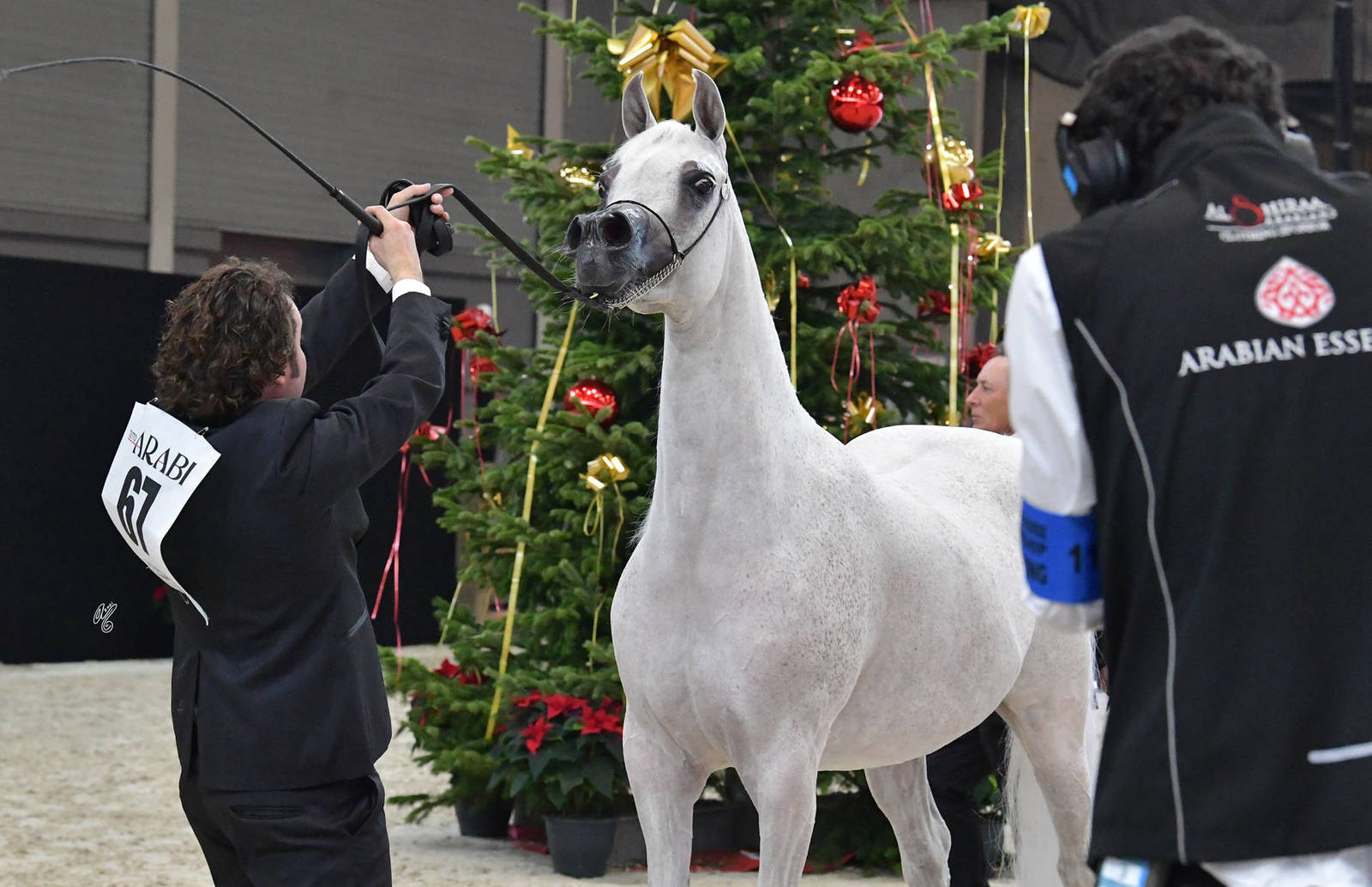 Senior Female Gold Champion: Noft Al Nayfat (Ajman Monsicione X Eagleridge Passionata)