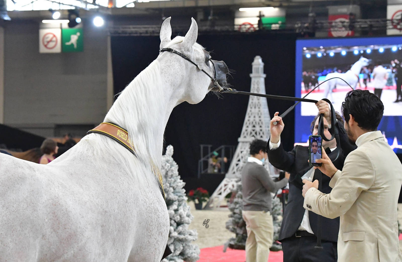 Senior Female Gold Champion: Noft Al Nayfat (Ajman Monsicione X Eagleridge Passionata)