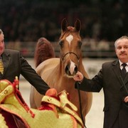 ¸Kwestura 1  212.jpg