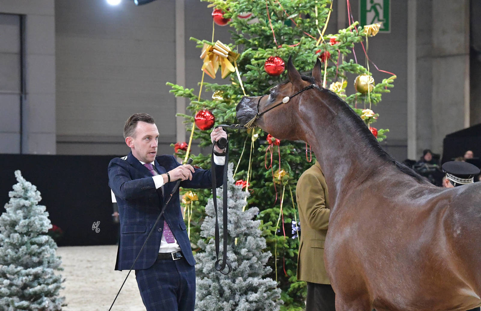 Senior Female Bronze Champion: Belladonna AT (Wadee Al Shaqab X OM El Bellatrix)