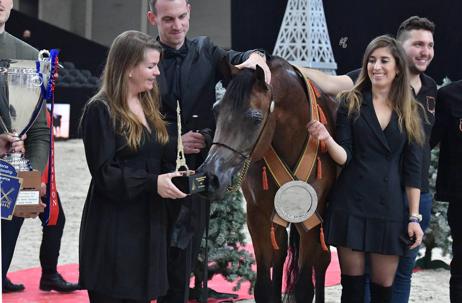 Senior Female Bronze Champion: Belladonna AT (Wadee Al Shaqab X OM El Bellatrix)