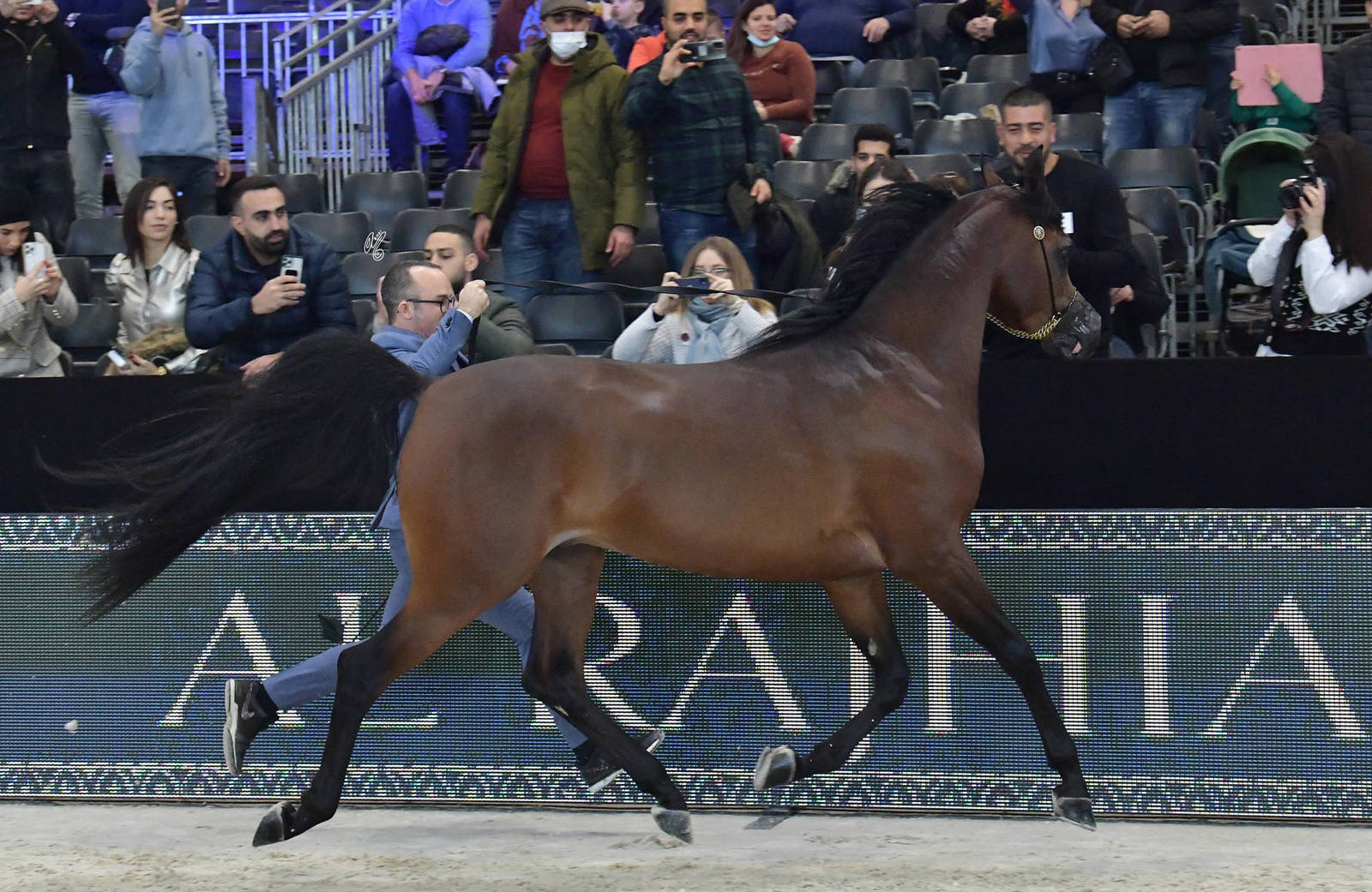 Junior Male Gold Champion: D Mezyan (FA El Rasheem X D Mazaia)