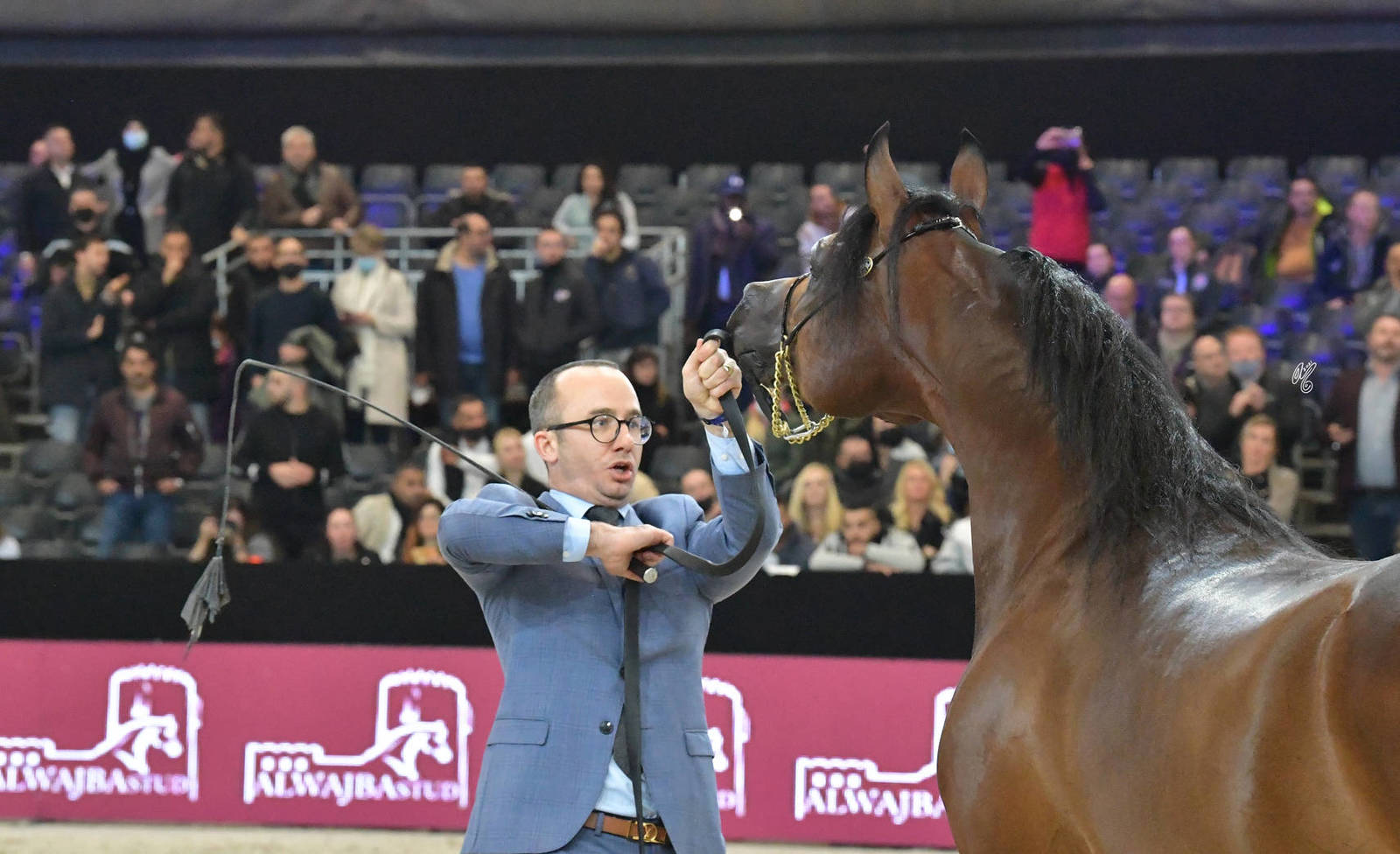 Junior Male Gold Champion: D Mezyan (FA El Rasheem X D Mazaia)