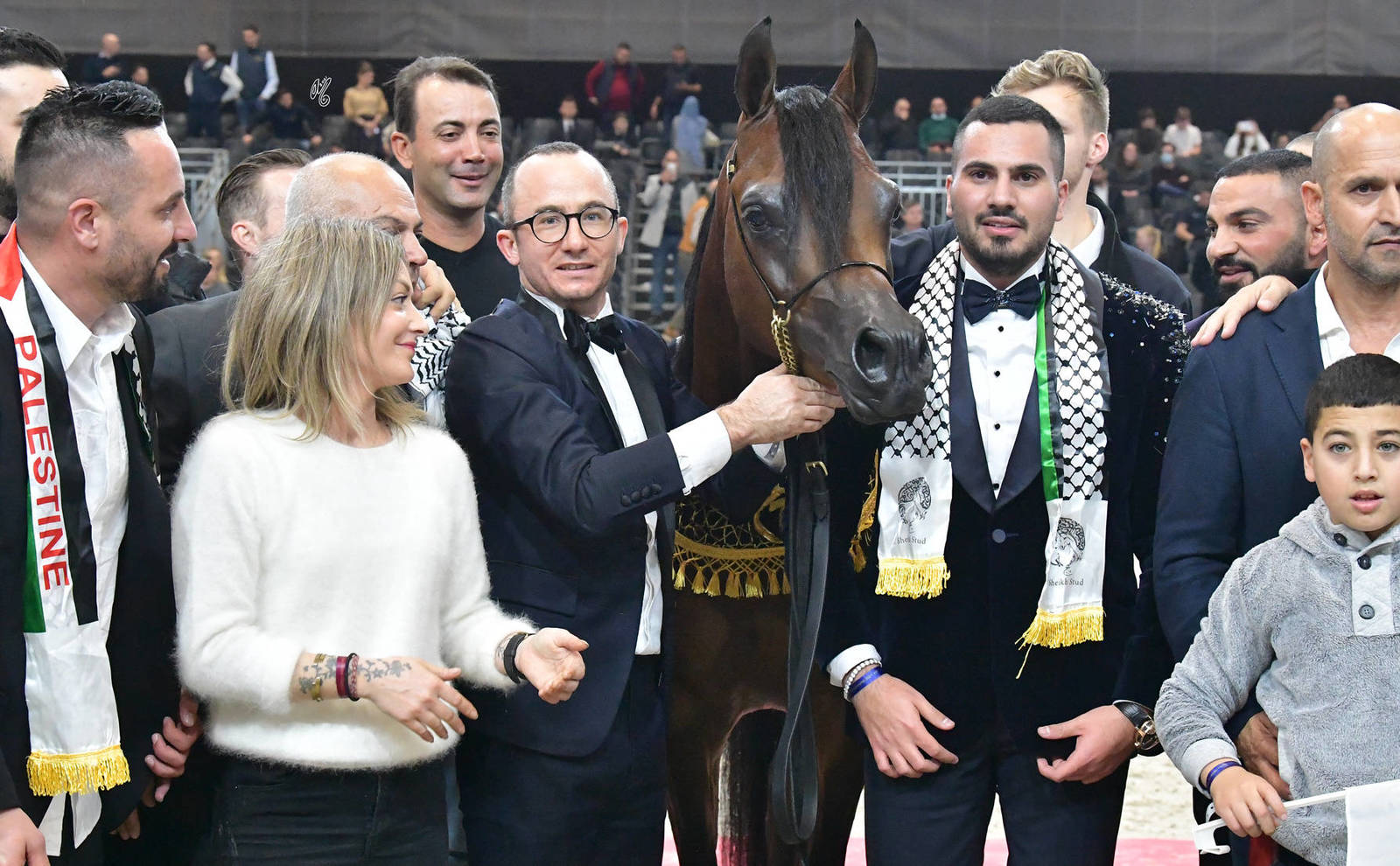 Junior Male Gold Champion: D Mezyan (FA El Rasheem X D Mazaia)