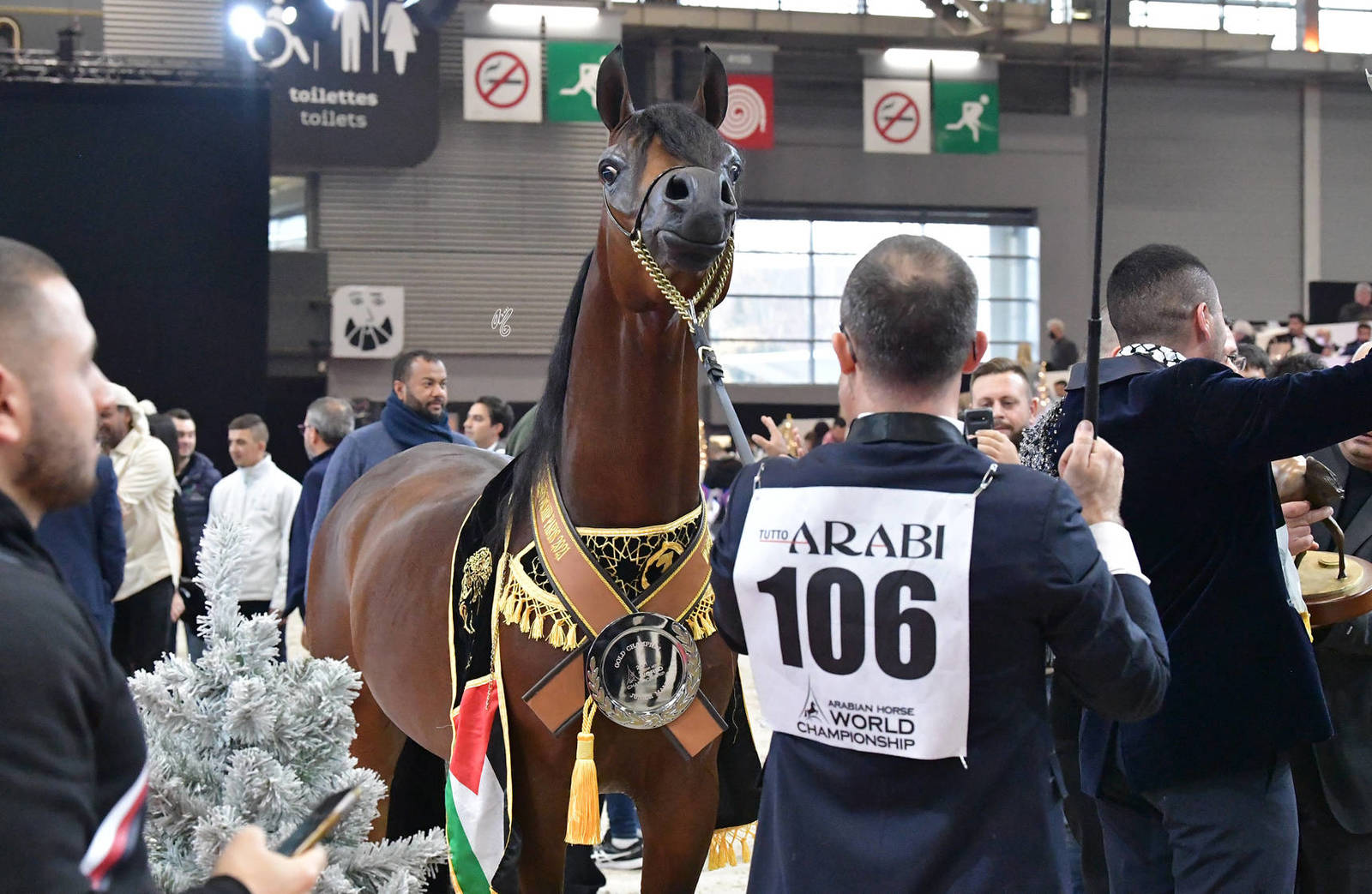 Junior Male Gold Champion: D Mezyan (FA El Rasheem X D Mazaia)