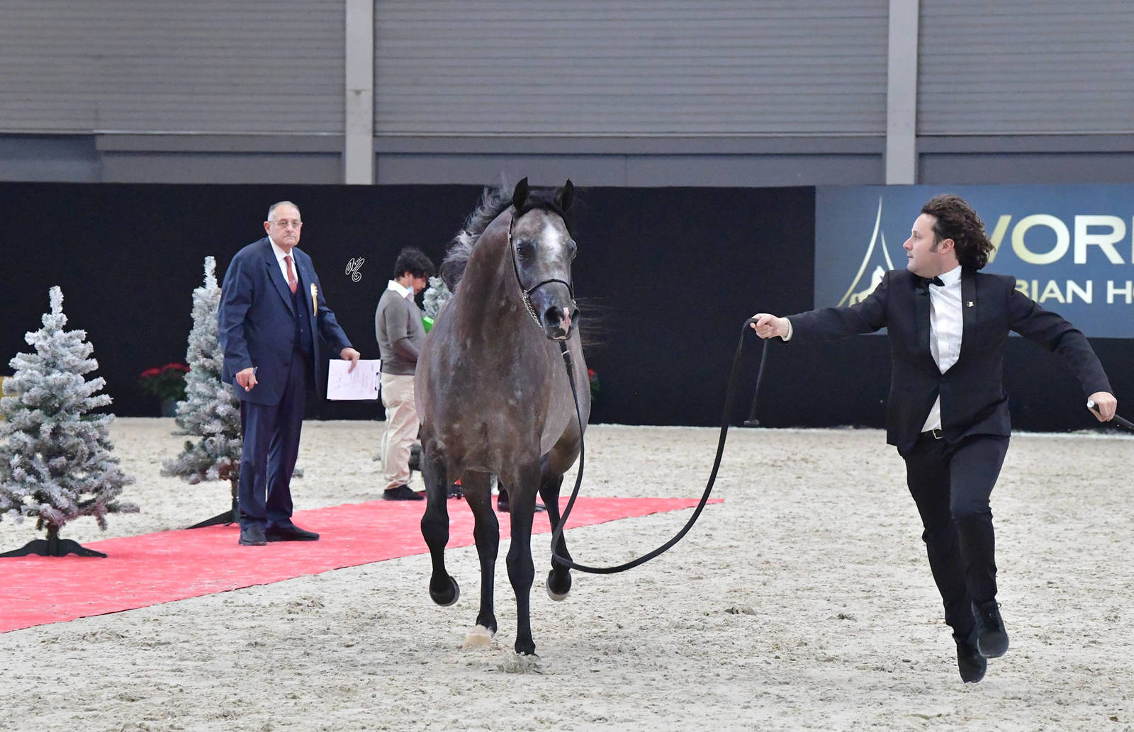Junior Male Silver Champion: RDS Armani (Excalibur EA X Stellaris BPA)