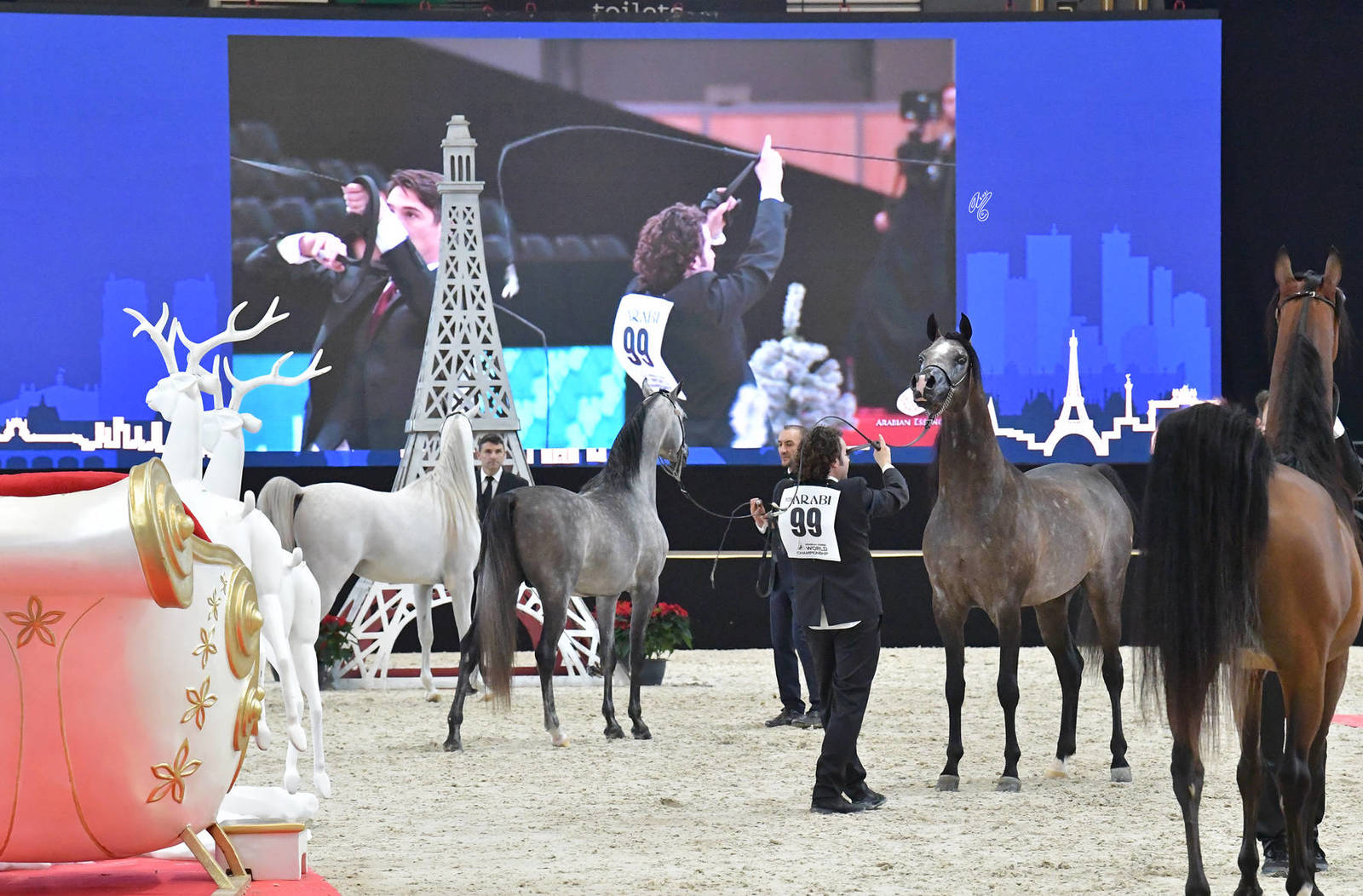 Junior Male Silver Champion: RDS Armani (Excalibur EA X Stellaris BPA)