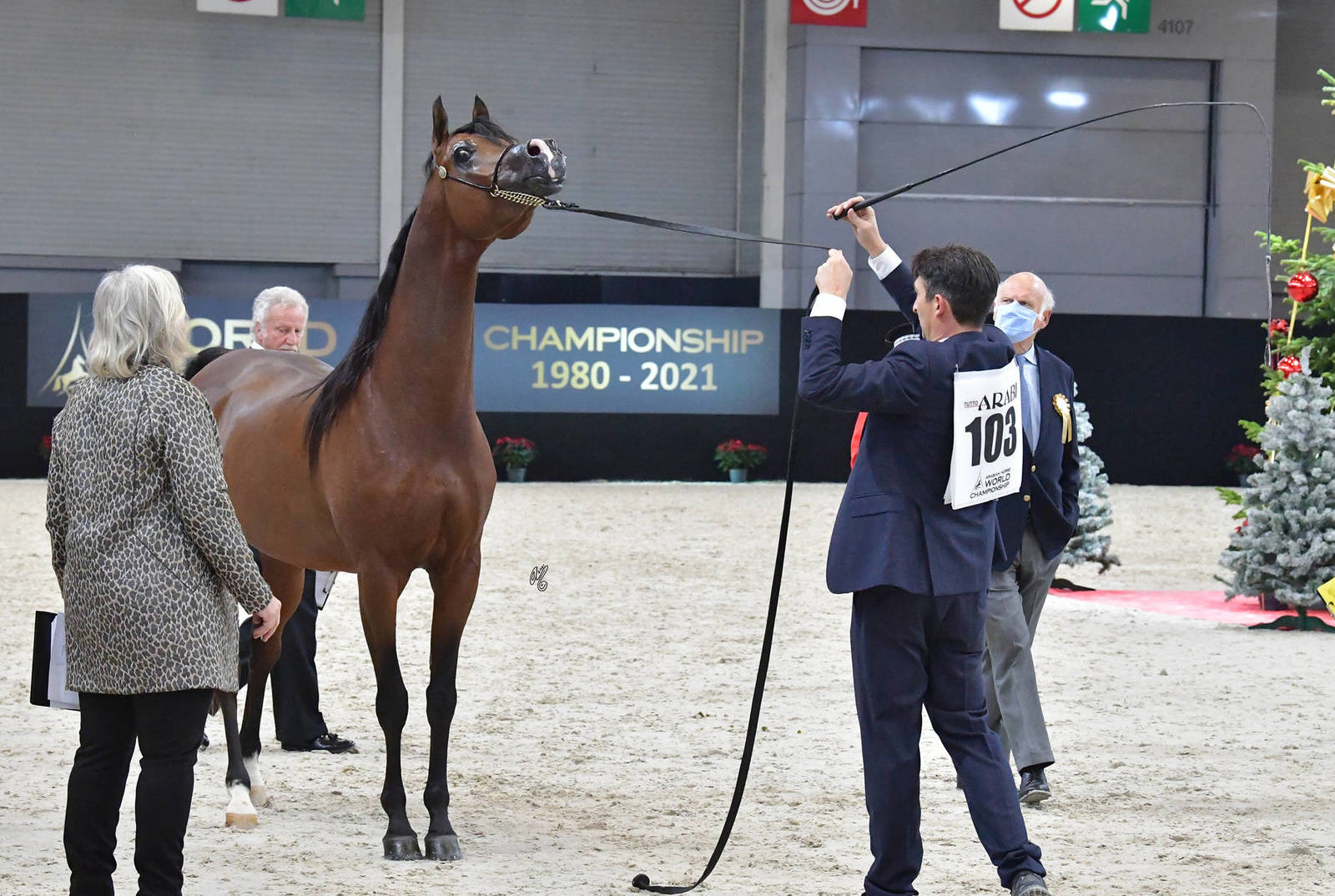 Junior Male Bronze Champion: D Sheimaz (FA El Rasheem X Ladi Veronika)