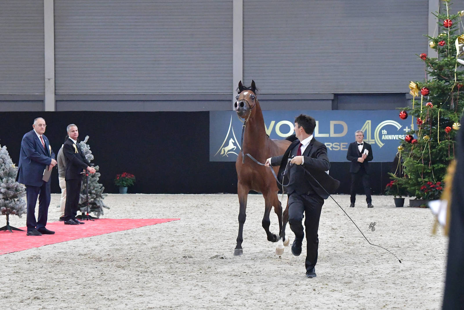 Junior Male Bronze Champion: D Sheimaz (FA El Rasheem X Ladi Veronika)