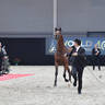 Junior Male Bronze Champion: D Sheimaz (FA El Rasheem X Ladi Veronika)