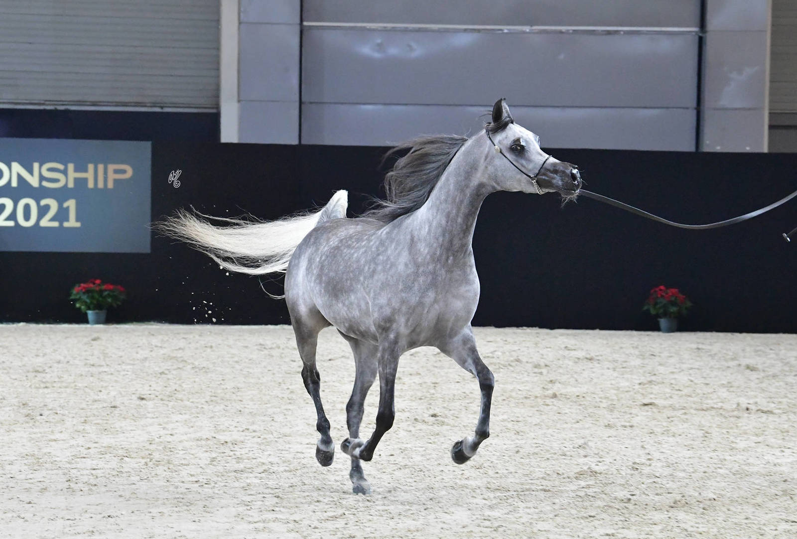 Junior Female Gold Champion: Siwar Al Shaqab (SMA Magic One X Abha Myra)