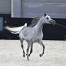 Junior Female Gold Champion: Siwar Al Shaqab (SMA Magic One X Abha Myra)