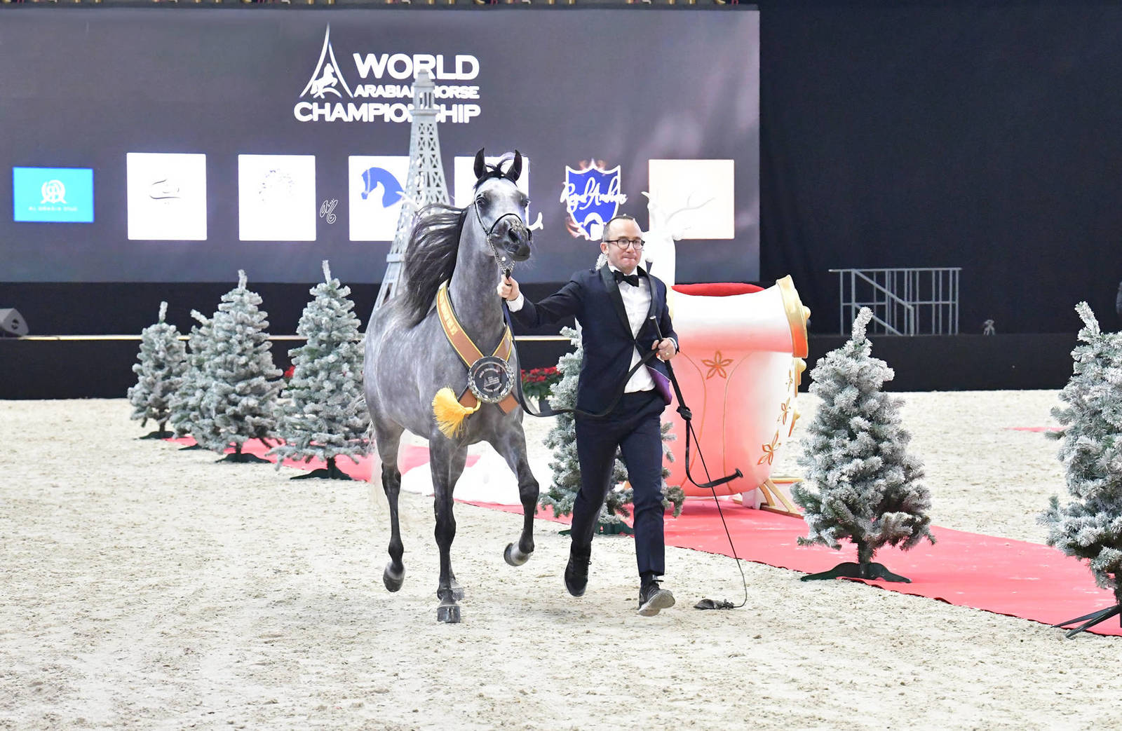 Junior Female Gold Champion: Siwar Al Shaqab (SMA Magic One X Abha Myra)