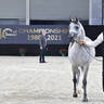 Junior Female Silver Champion: Al Aryam Banafsaj (Dominic M X Al Aryam Basma)