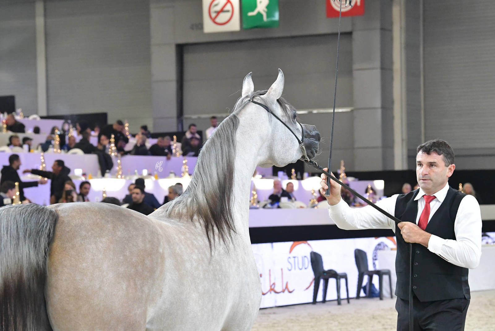 Junior Female Silver Champion: Al Aryam Banafsaj (Dominic M X Al Aryam Basma)