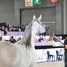 Junior Female Silver Champion: Al Aryam Banafsaj (Dominic M X Al Aryam Basma)