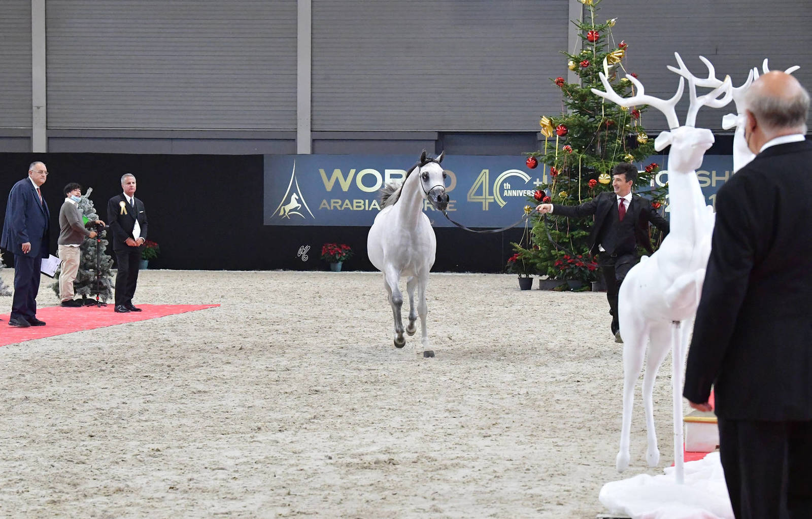 Yearling Male Gold Champion: D Shahar (D Seraj X FT Shaella)