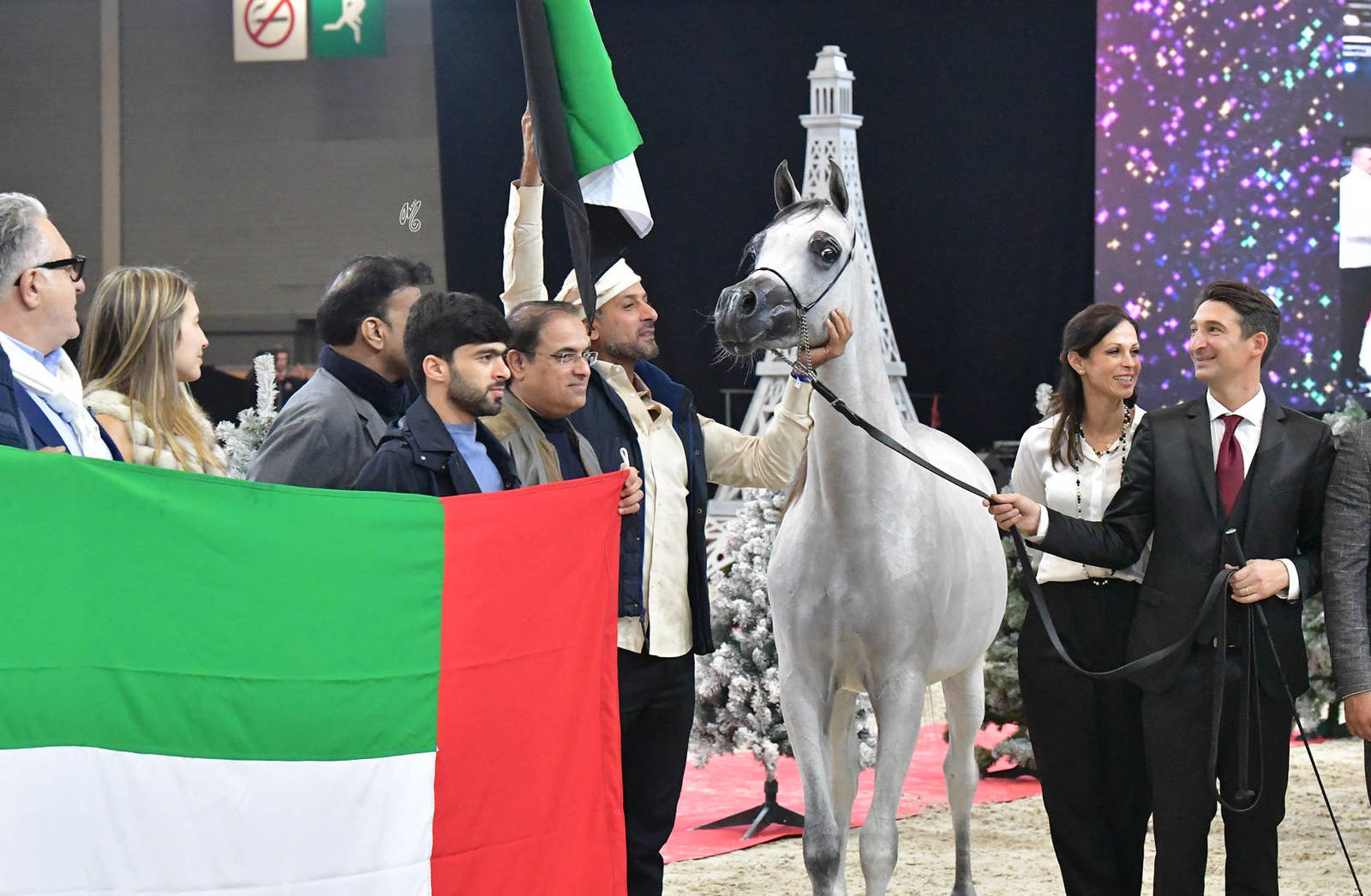 Yearling Male Gold Champion: D Shahar (D Seraj X FT Shaella)
