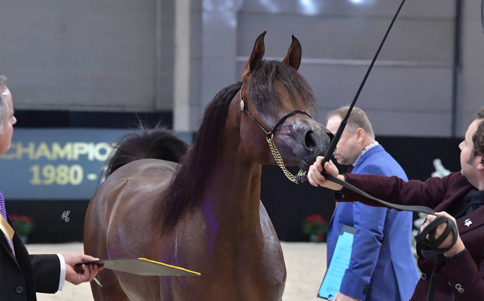 Yearling Male Silver Champion: Lehon (FA El Rasheem X Aragia Vanilla)