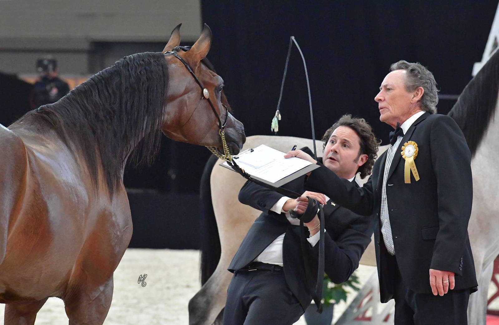 Yearling Male Silver Champion: Lehon (FA El Rasheem X Aragia Vanilla)