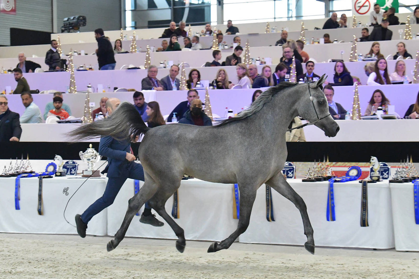 Yearling Male Bronze Champion: Ezz Alkhashab (Emerald J X Malikat Al Moluk)